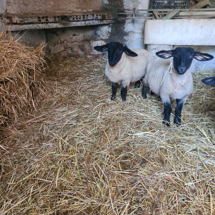 Raça Suffolk inglês