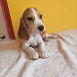Piesek Beagle tricolor