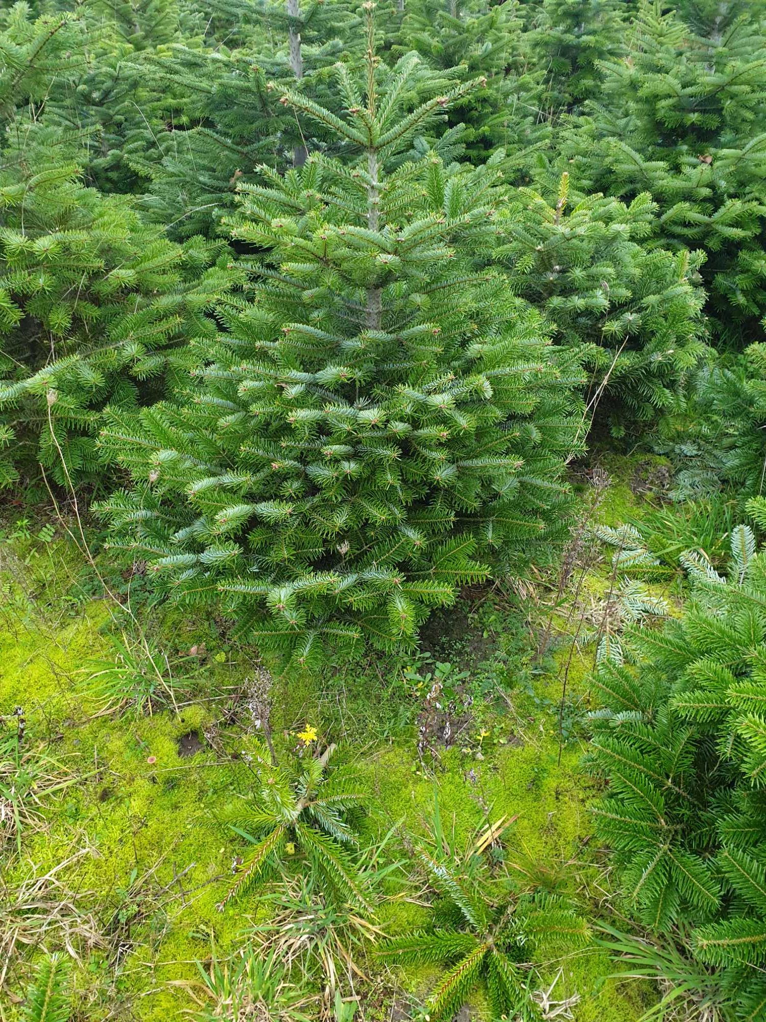 jodła kaukaska świerk srebrny 100cm do 300cm.