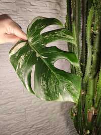 Monstera variegata 32