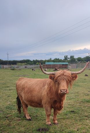 Sprzedam Krowę - bydło szkockie highland