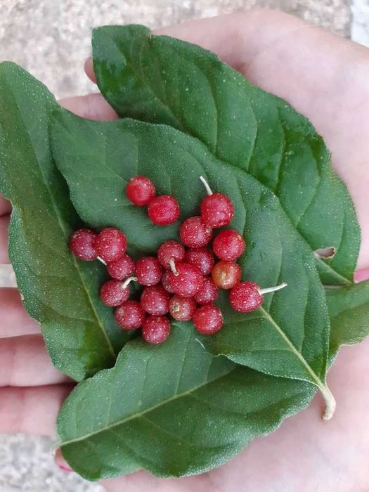 Groselha dos Açores - Elaeagnus umbellata