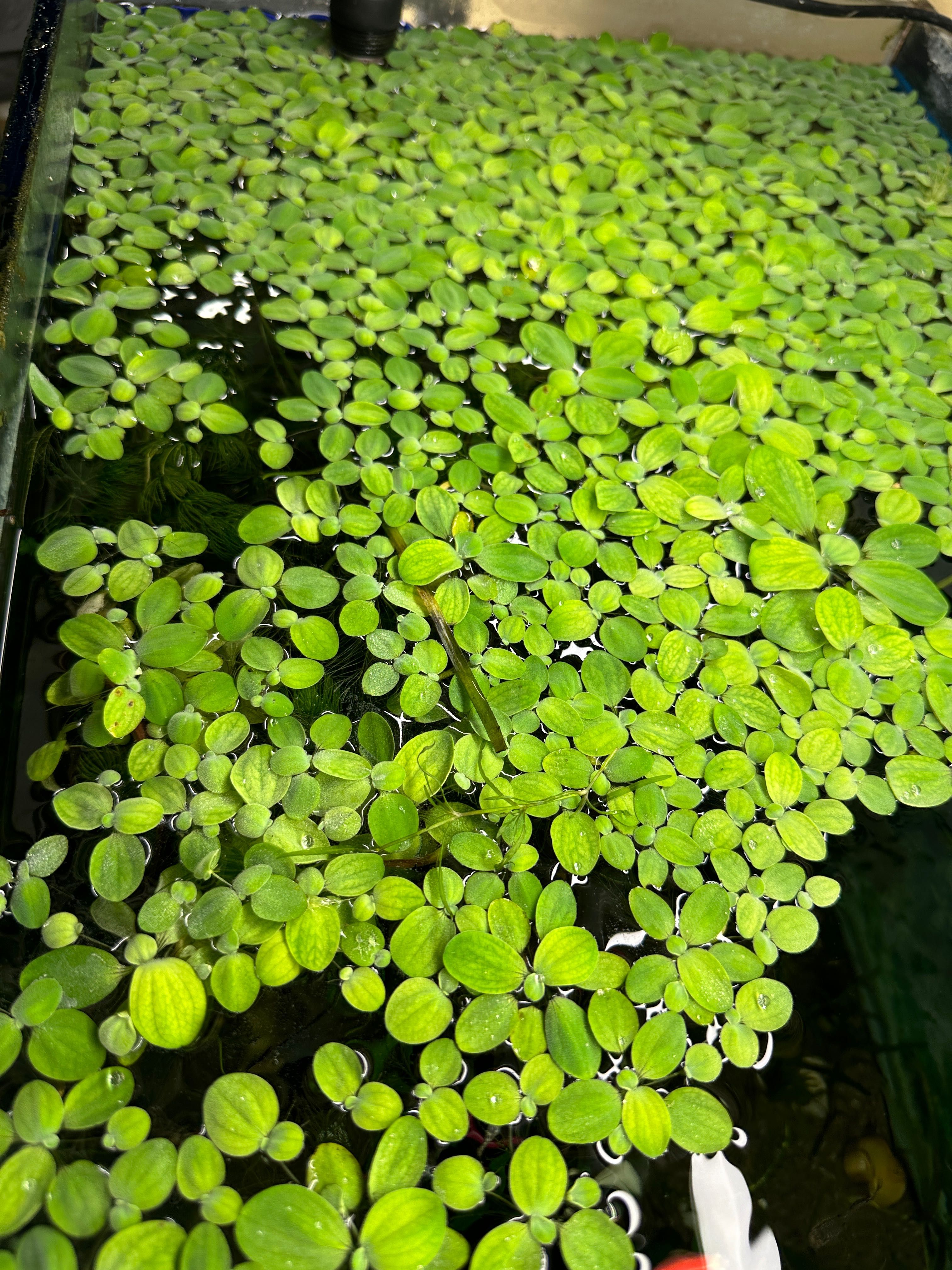 Плаваючі водорості в акваріум (капуста, пістія)