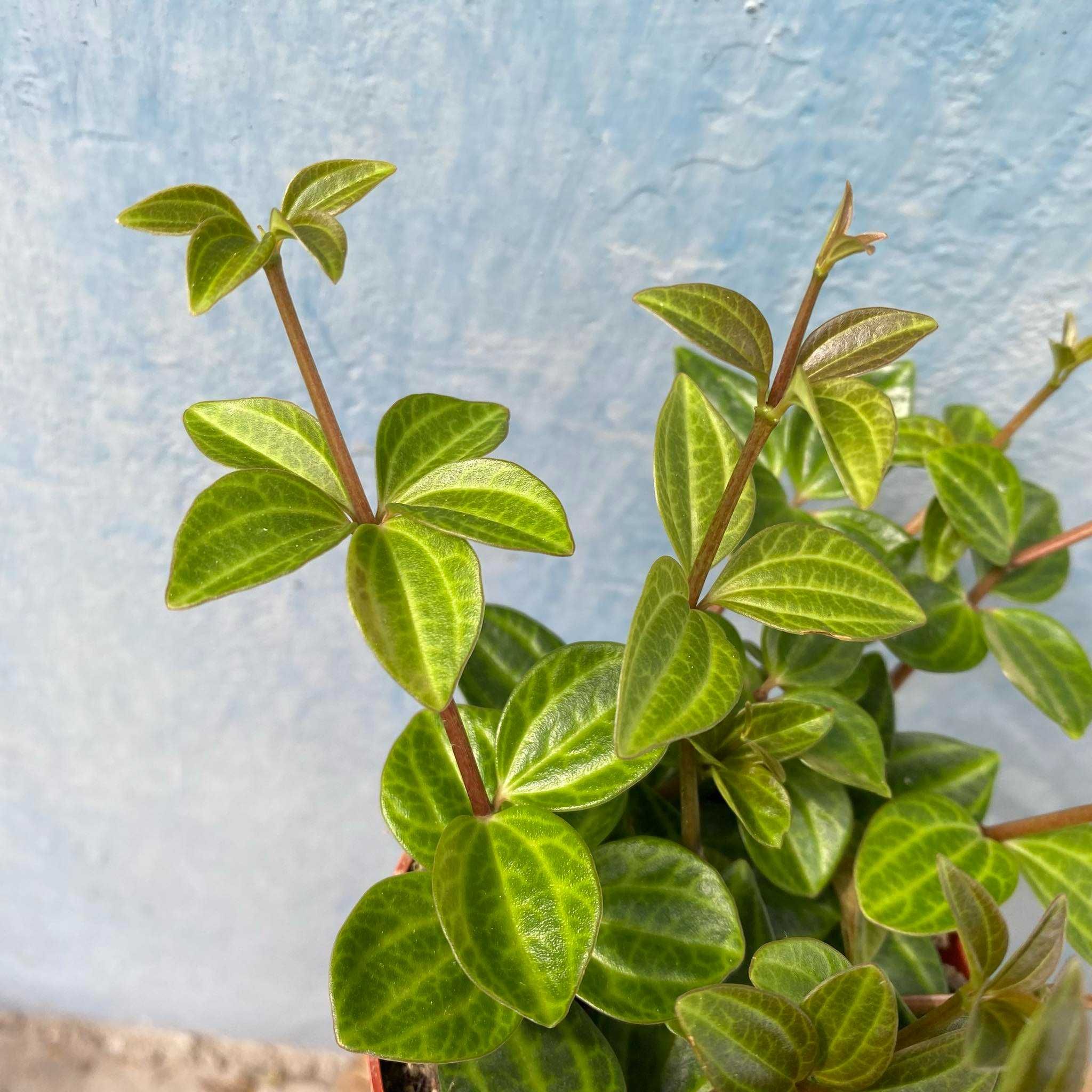 Peperomia Angulata