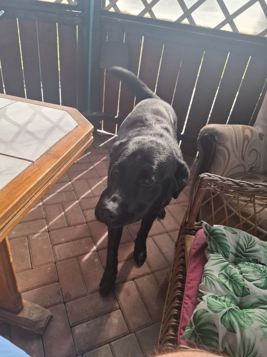 Oddam Psa typu Labrador w dobre ręce