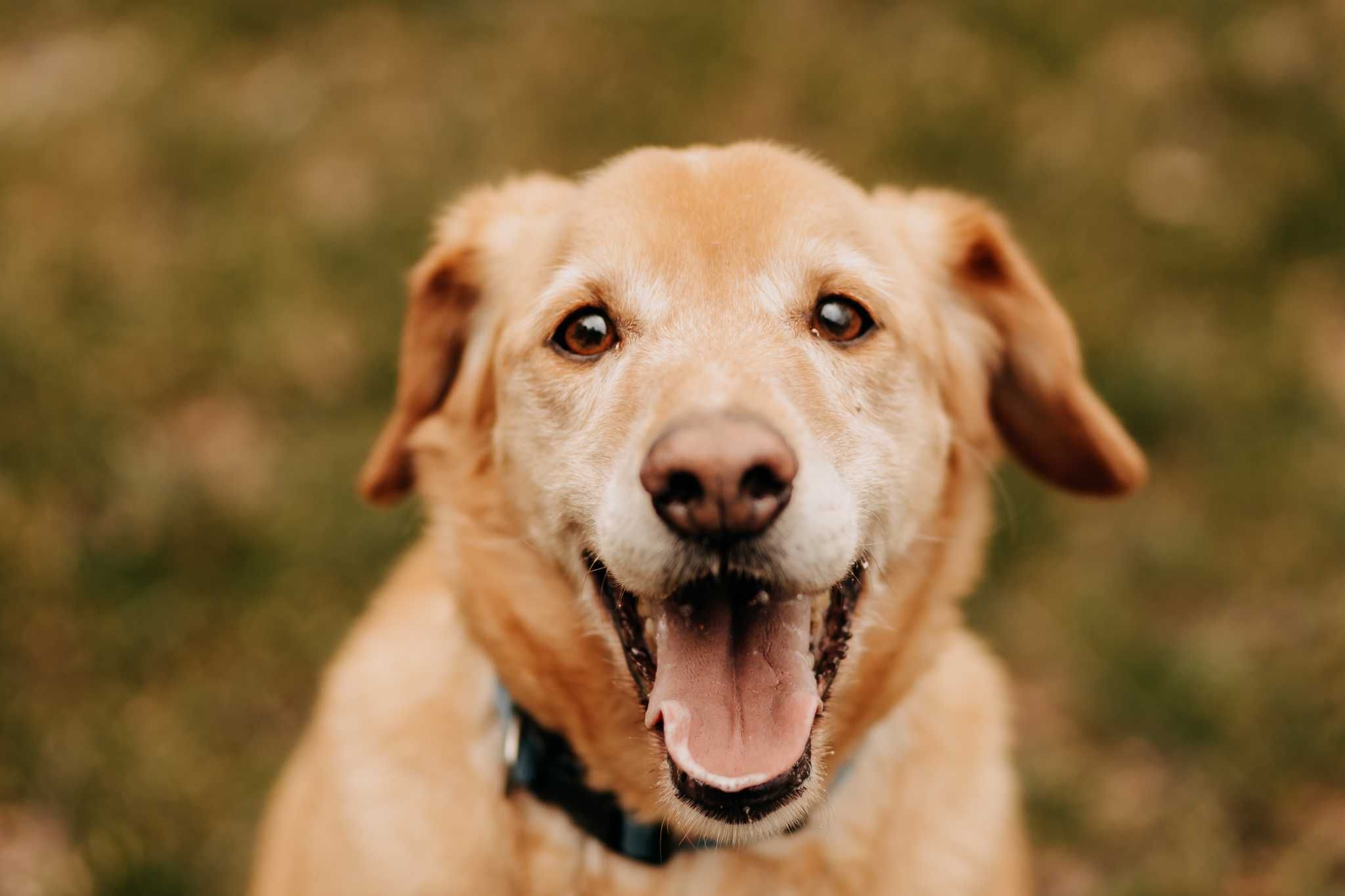 Piękny, aktywny i energiczny Goldi poleca się do adopcji!