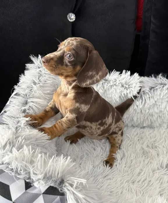 Teckel chocolate merle