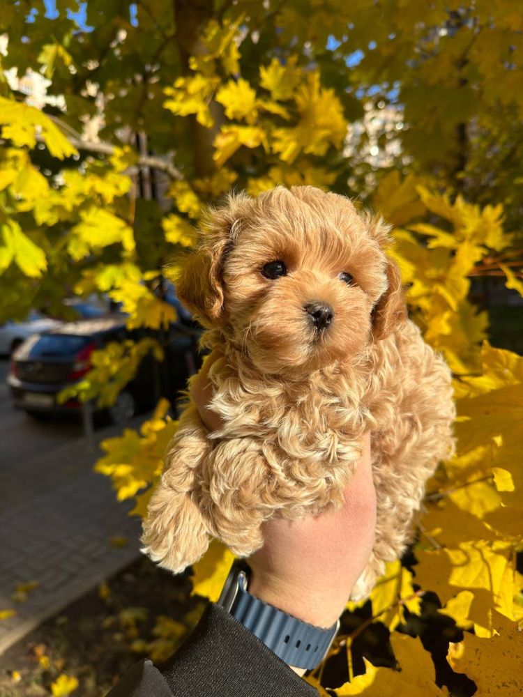 Мальтипу міні хлопчик)