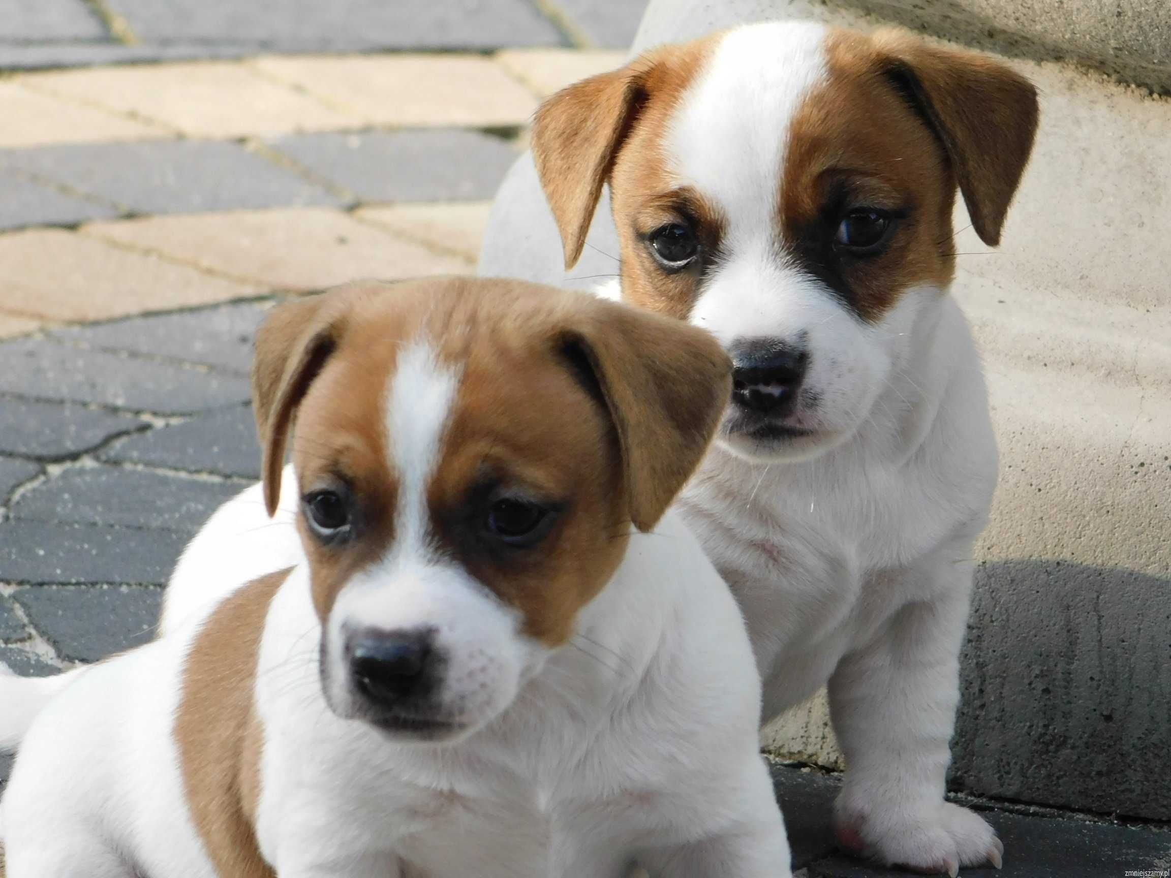 Już są!!- Jack Russell Terrier z hodowli"BREFIO"/badania genetyczne