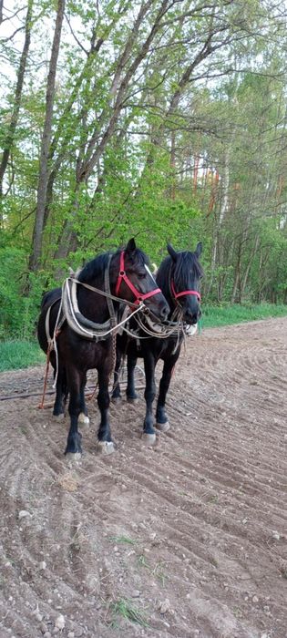 Klacz żrebica 3 lata
