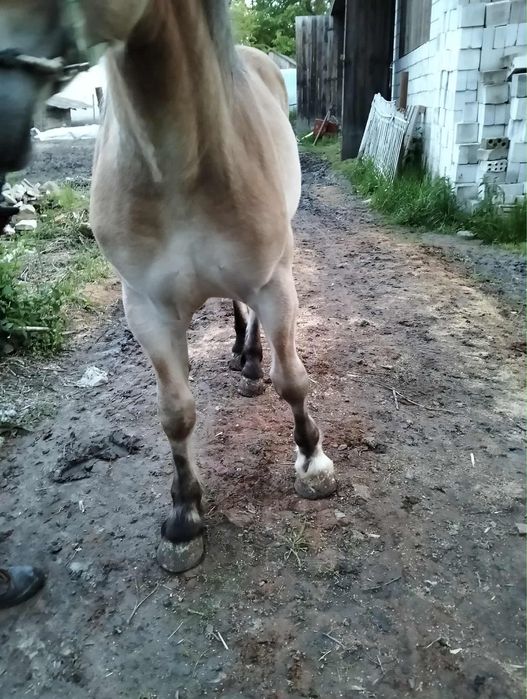 Sprzedam ogiera 2 lat