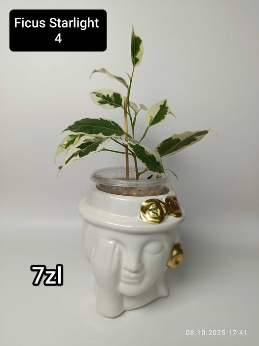 Maria Plants Ficus Starlight sadzonki