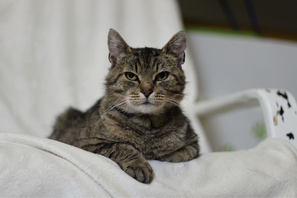 Kocur do adopcji