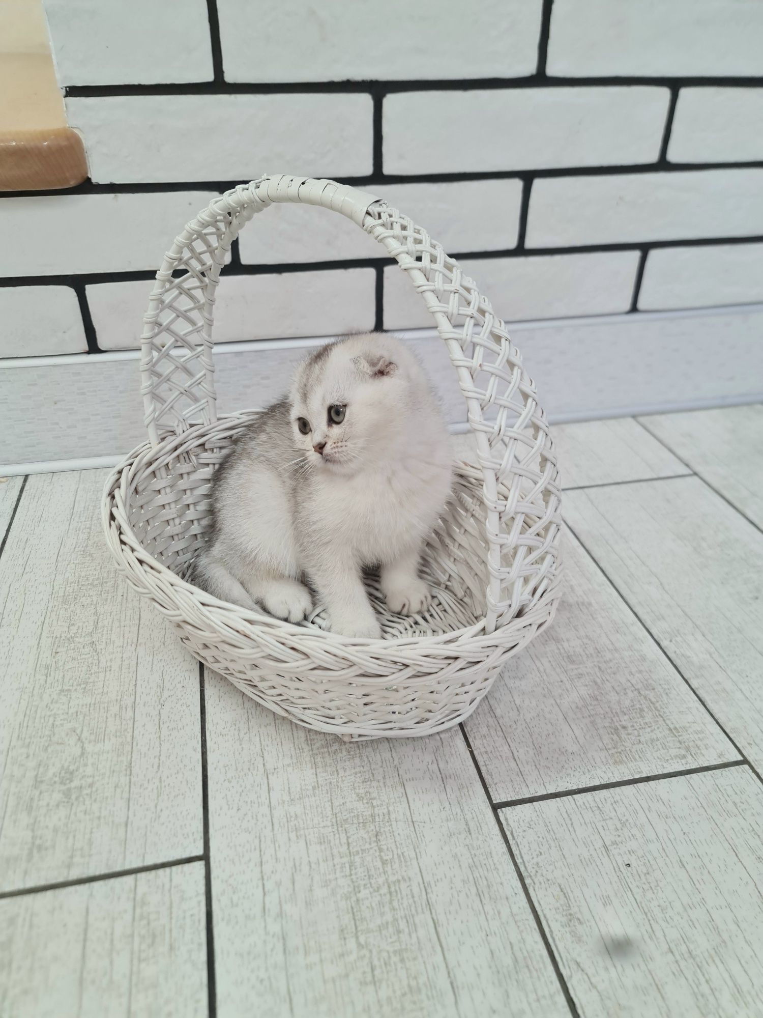 Шотландська срібна шиншила