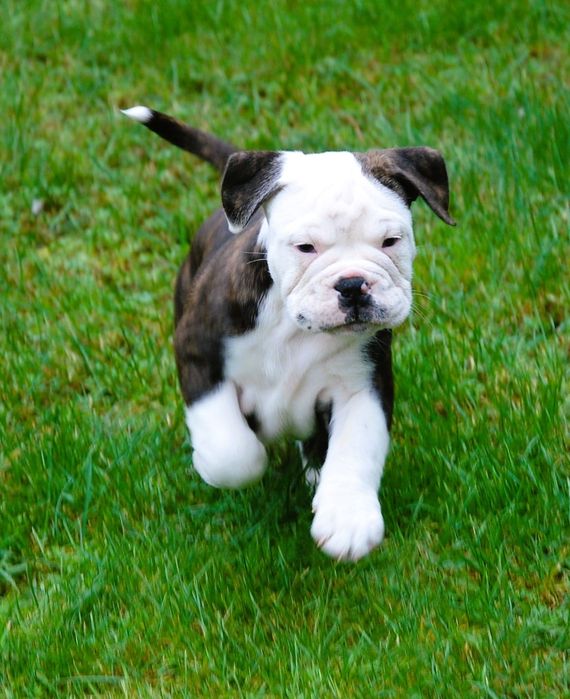 Bulldog kontynentalny continental bulldog sunia przepiękna