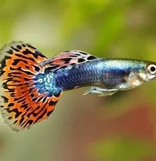 Продам акваріумні рибки гупі