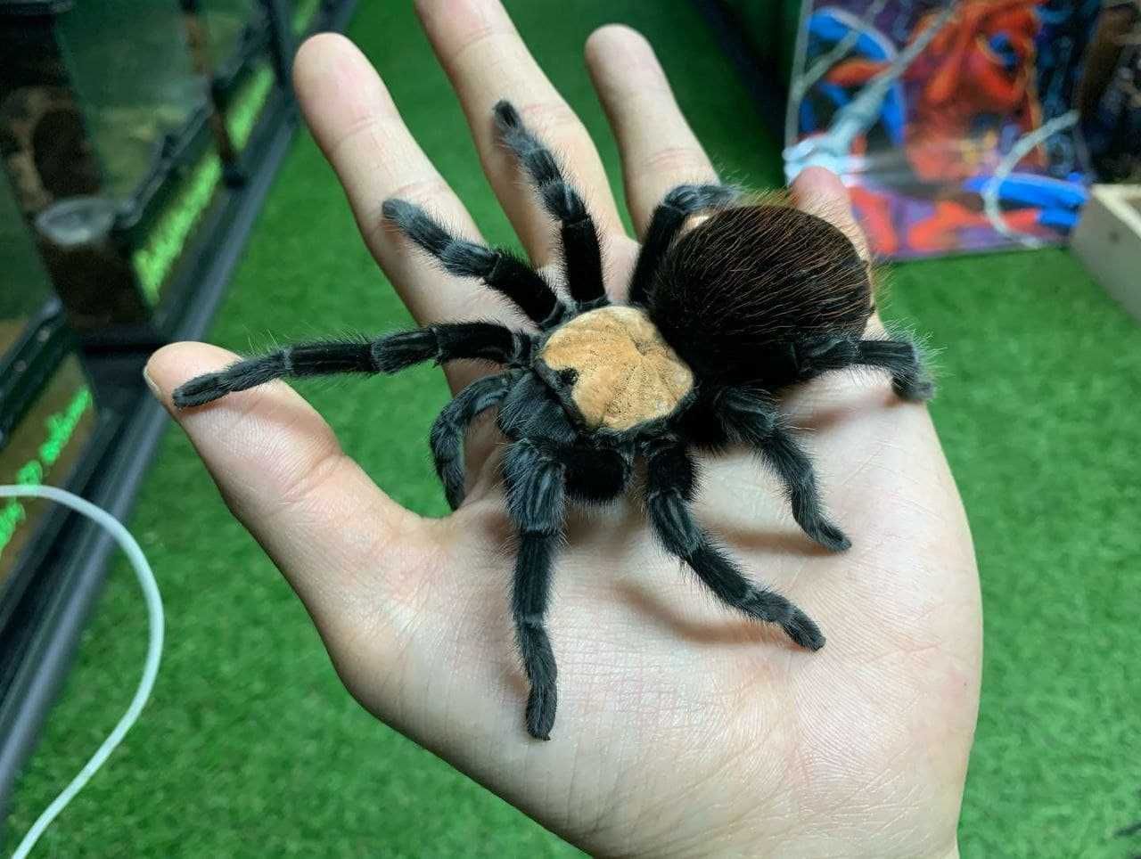 Brachypelma albiceps самцы пауков птицеедов для новичков