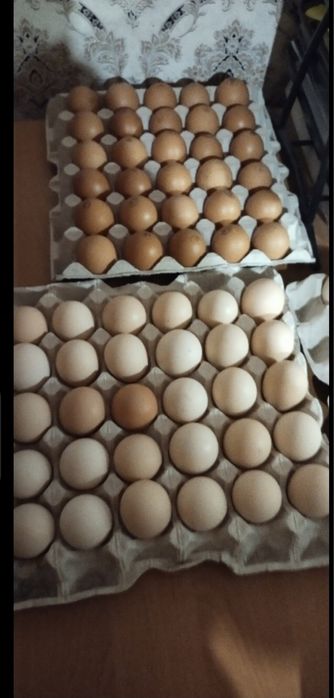 Інкубаційні яйця Бройлерів Кобб 500