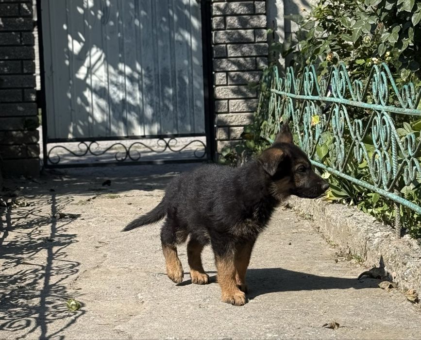Цуценята німецької вівчарки