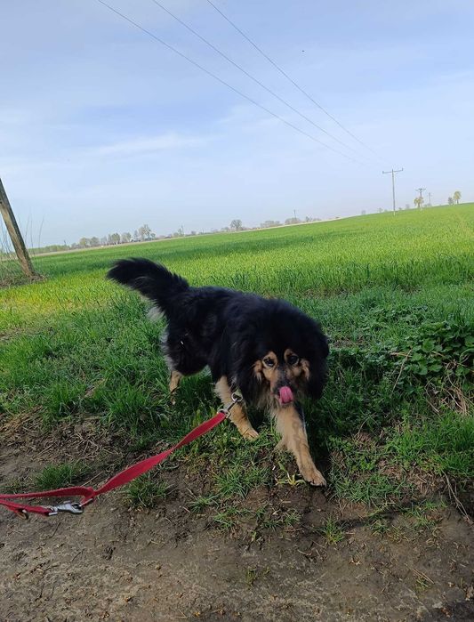 Kudłaty Marley szuka domku