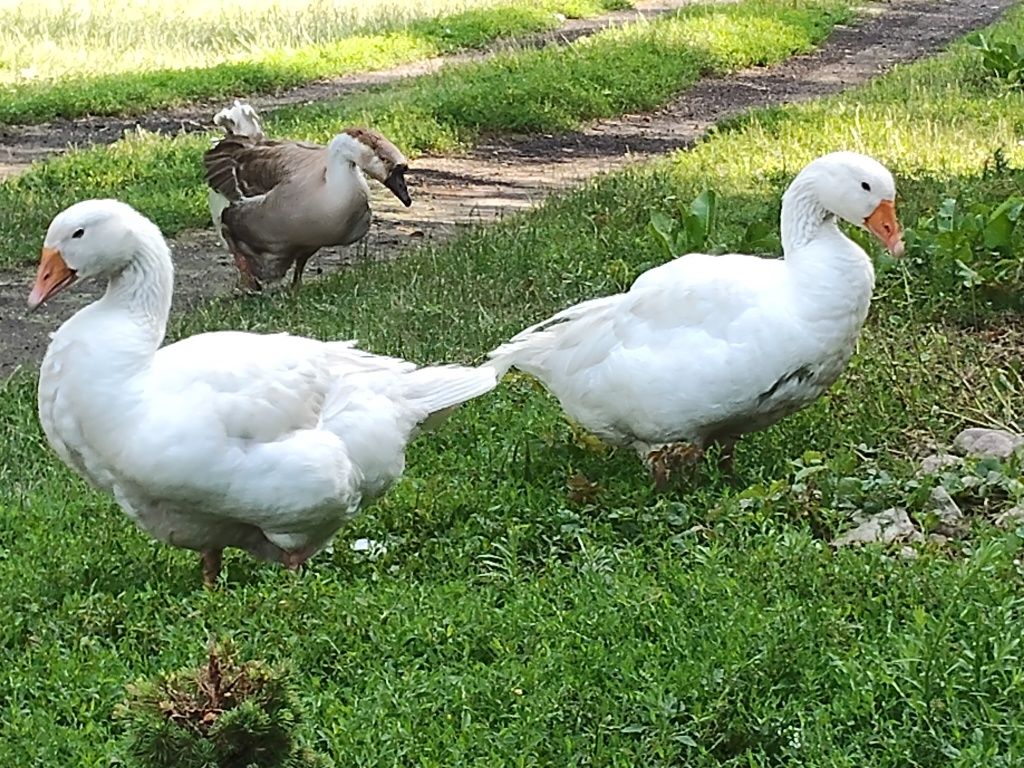 Gęś biała Kołudzka