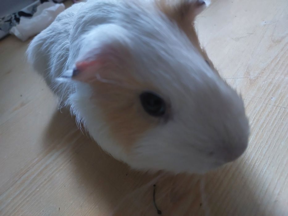 Продам хлопчика. 1 рік