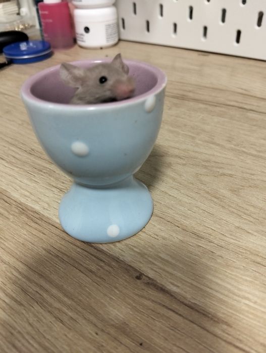 Sprzedam myszke samice