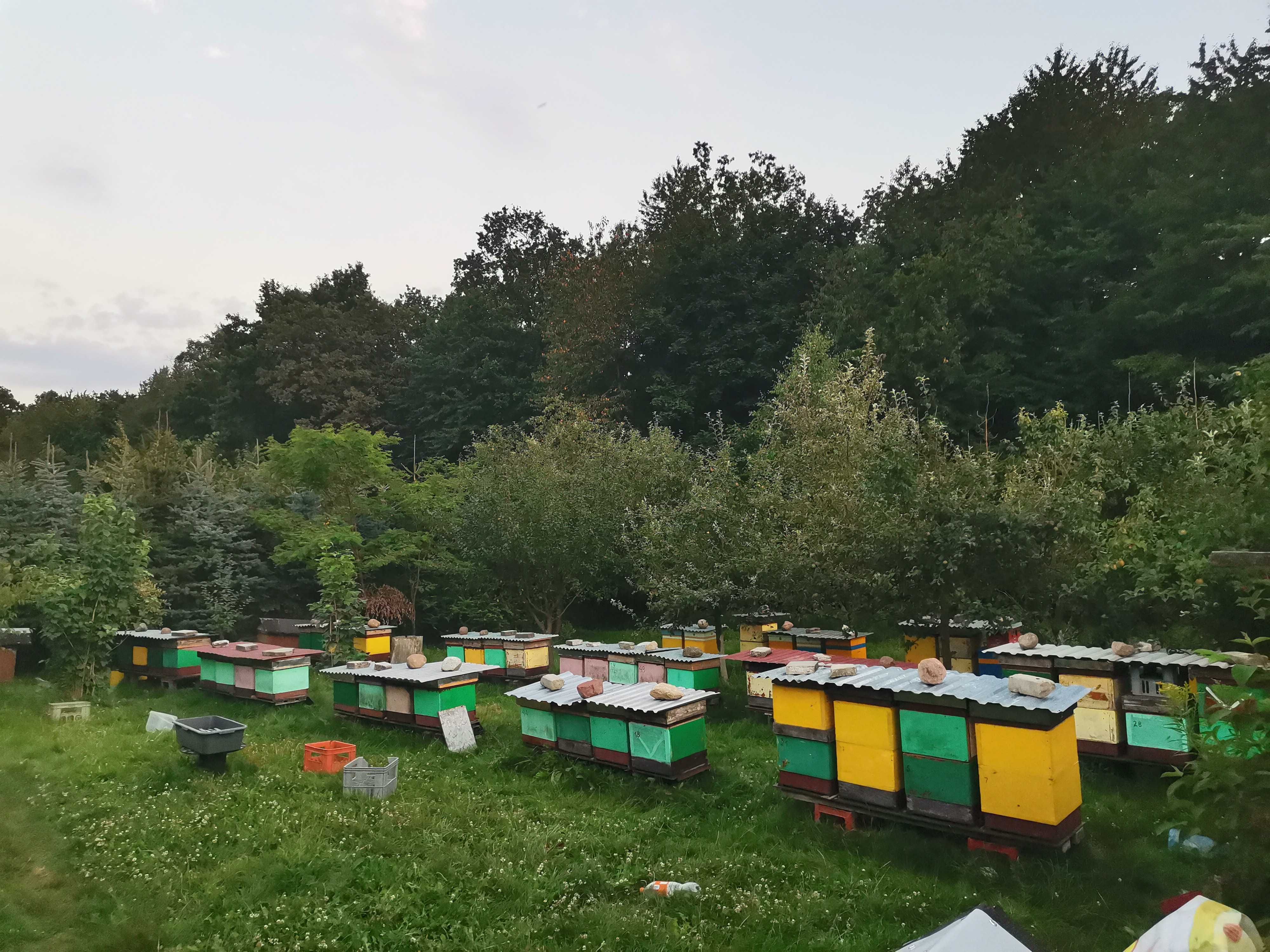 Miód naturalny z pasieki ekologicznej