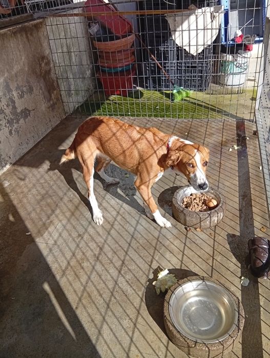 Tenho esta cadela para duar muito meiga