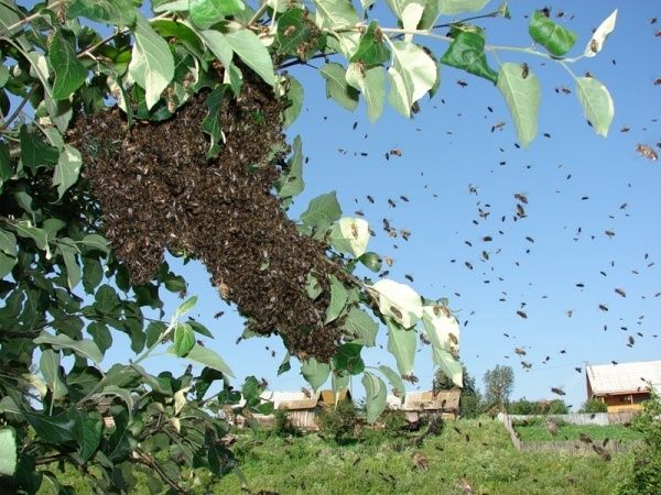 Рої бджіл, бджолопакети, за найнижчими цінами