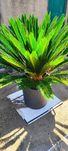Cica planta - pronta a plantar