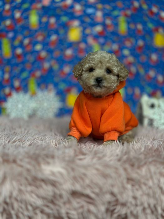 Мальтипу хлопчик чудо. Маленьке зайченятко;