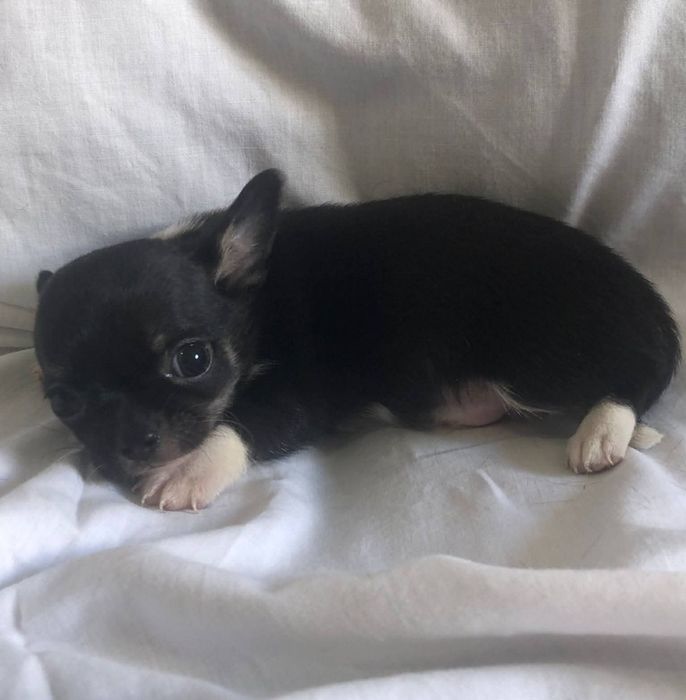 Chihuahua Macho Maravilhoso
