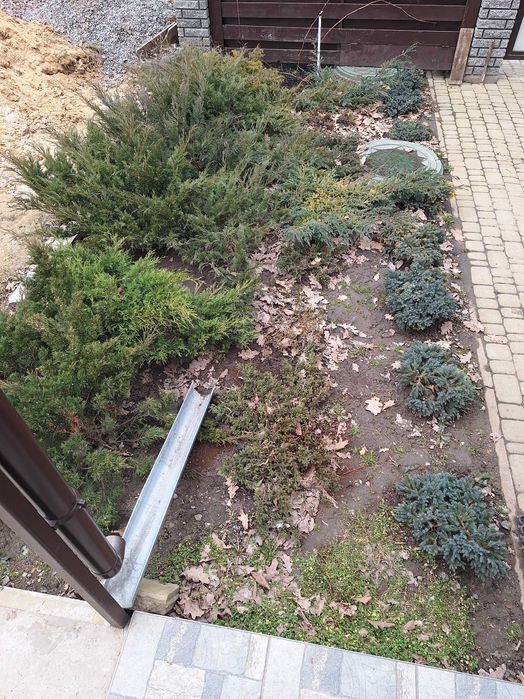 Продаються великі рослини Ялівець, Яловець. Їм більше 5 років.