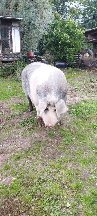 Vendo porco bizaro