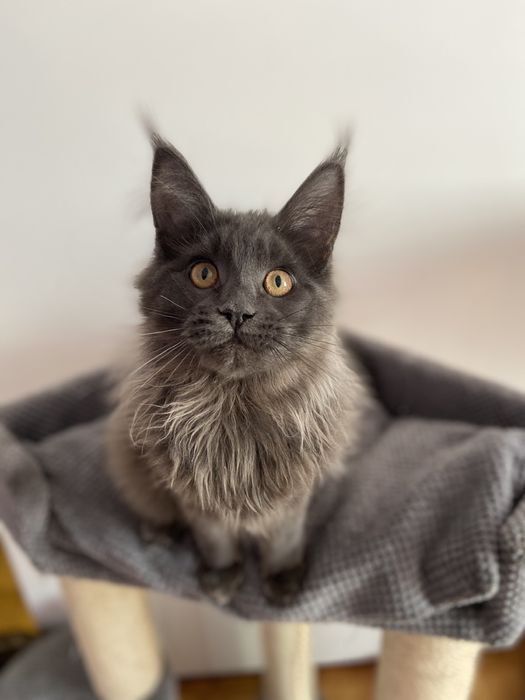 Мейн кун Львів дівчинка