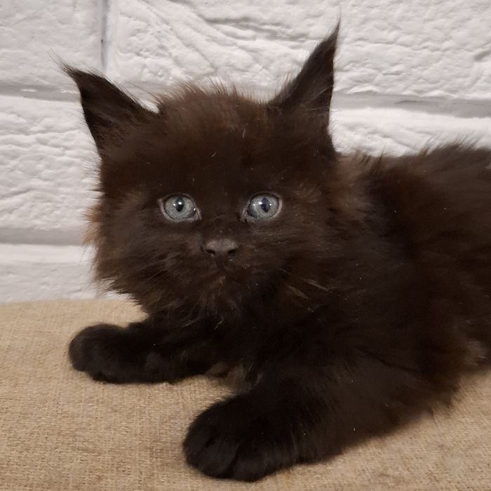 Czarny kocurek Maine Coon