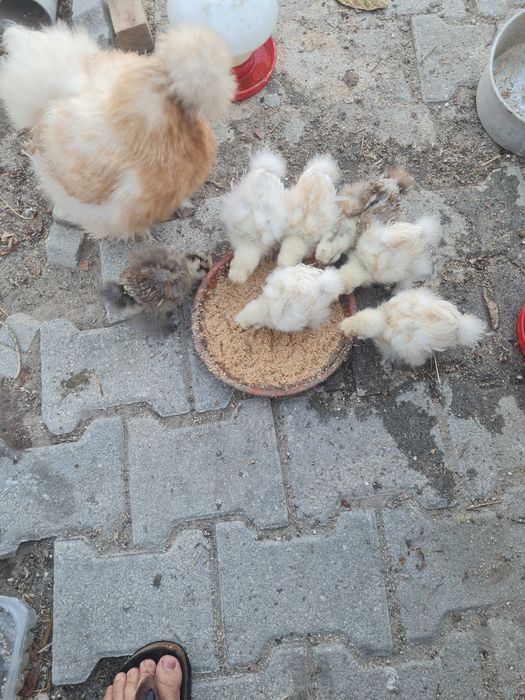 Pintos Sedosa do Japão Urgente