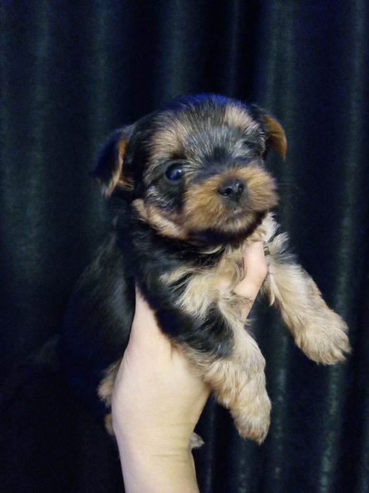 Девченки йорочки Одесса