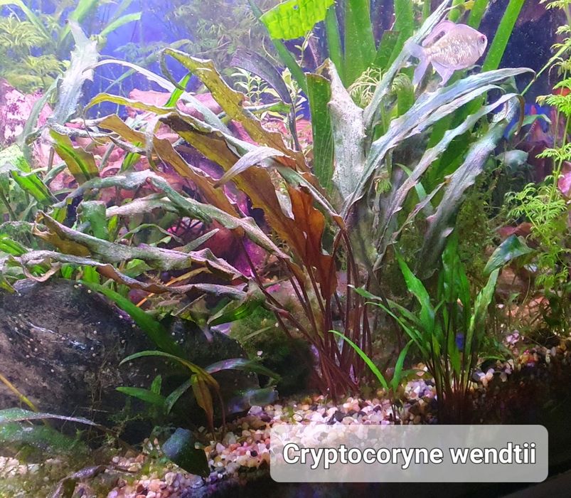 Rośliny akwariowe Limnophilia, Rotala, Bakopa, Kryptokoryny, Lotos