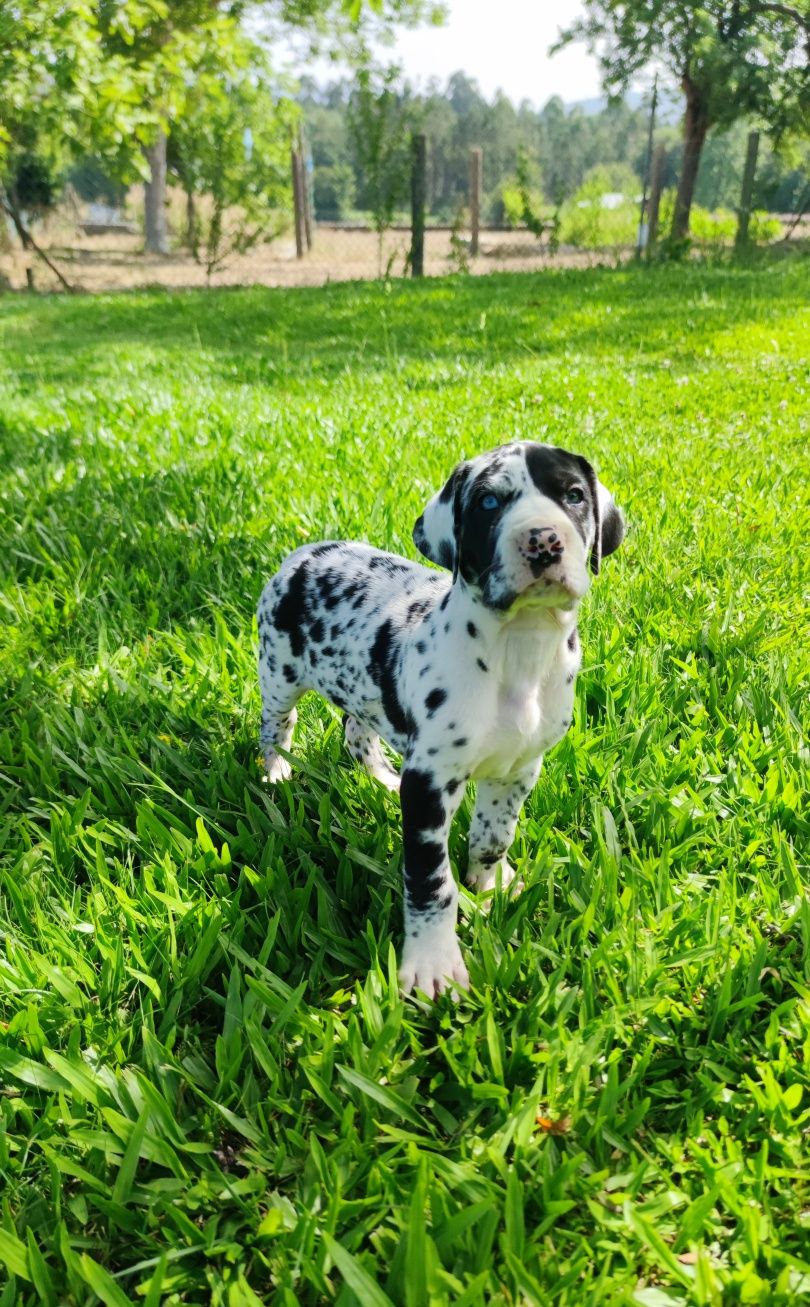 Dogue Alemão Arlequim macho (olho azul e verde)