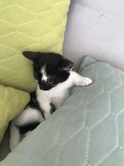 Oddam kotke w dobre ręce