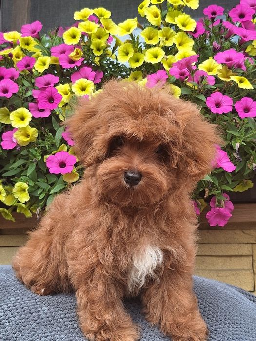 Maltipoo z certyfikatem i paszportem