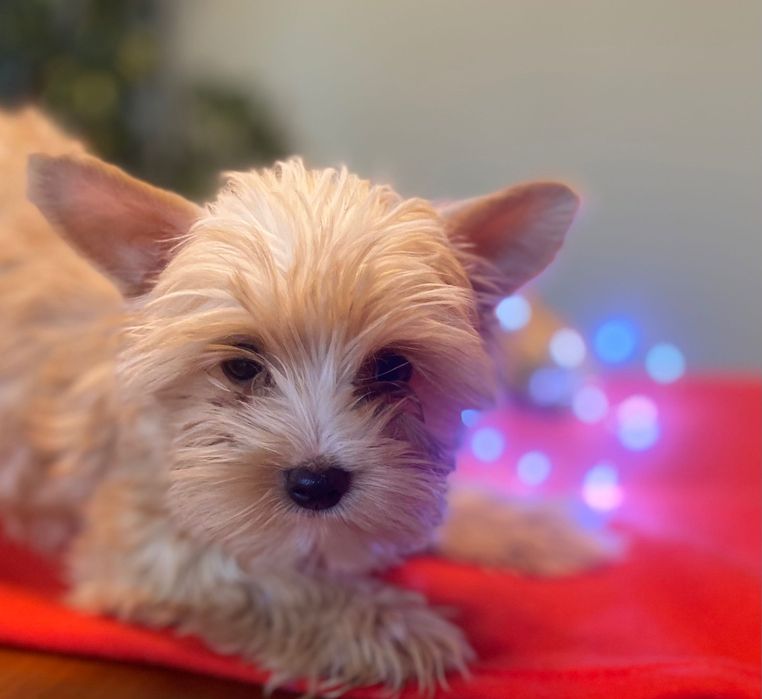 York golddust- szczenię