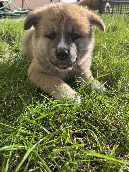 Pies akita inu japońska