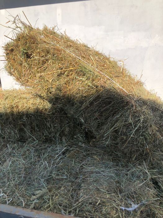 Продам тюки сіна
