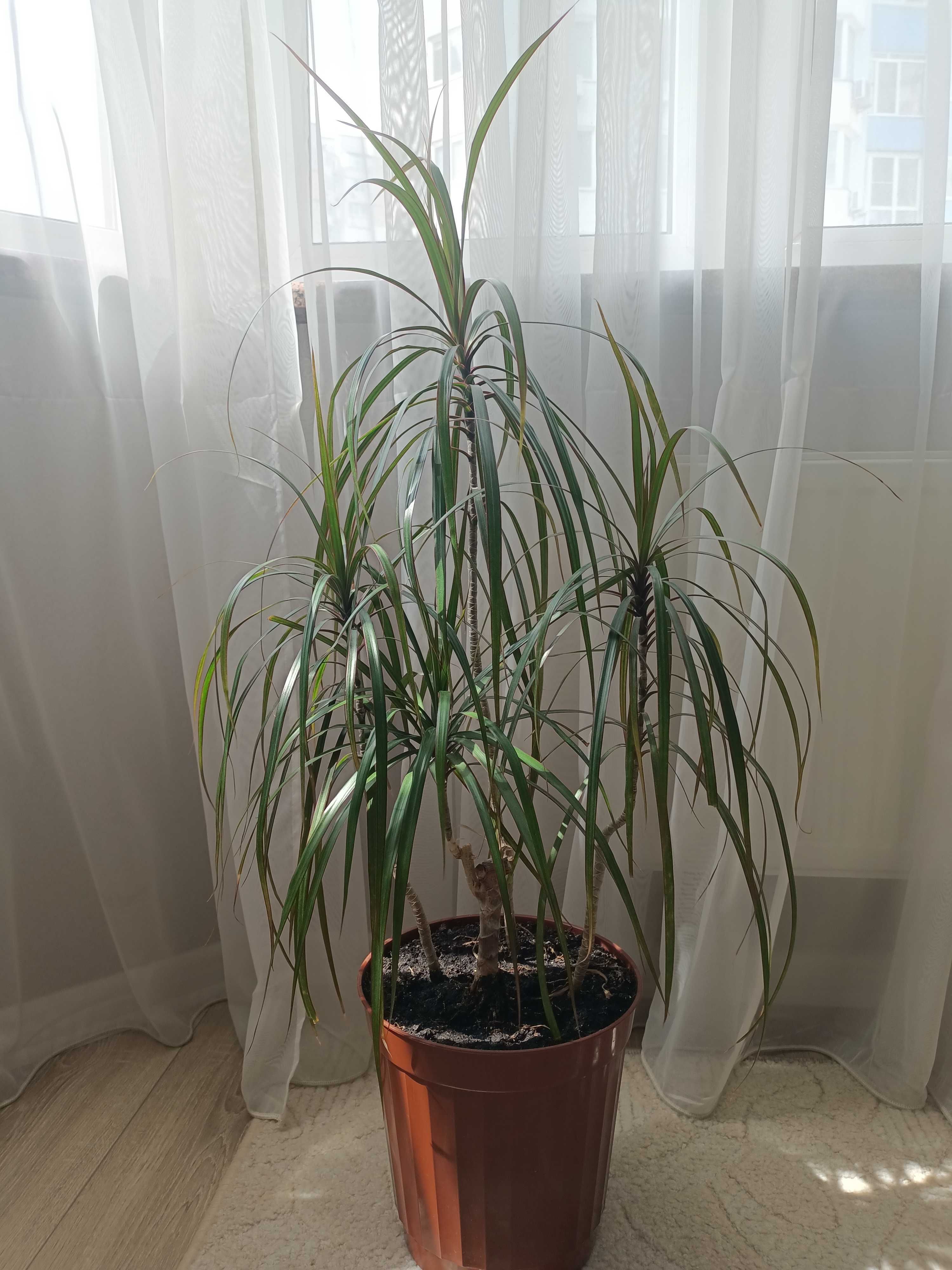 Драцена (рослина для дому і офісу)