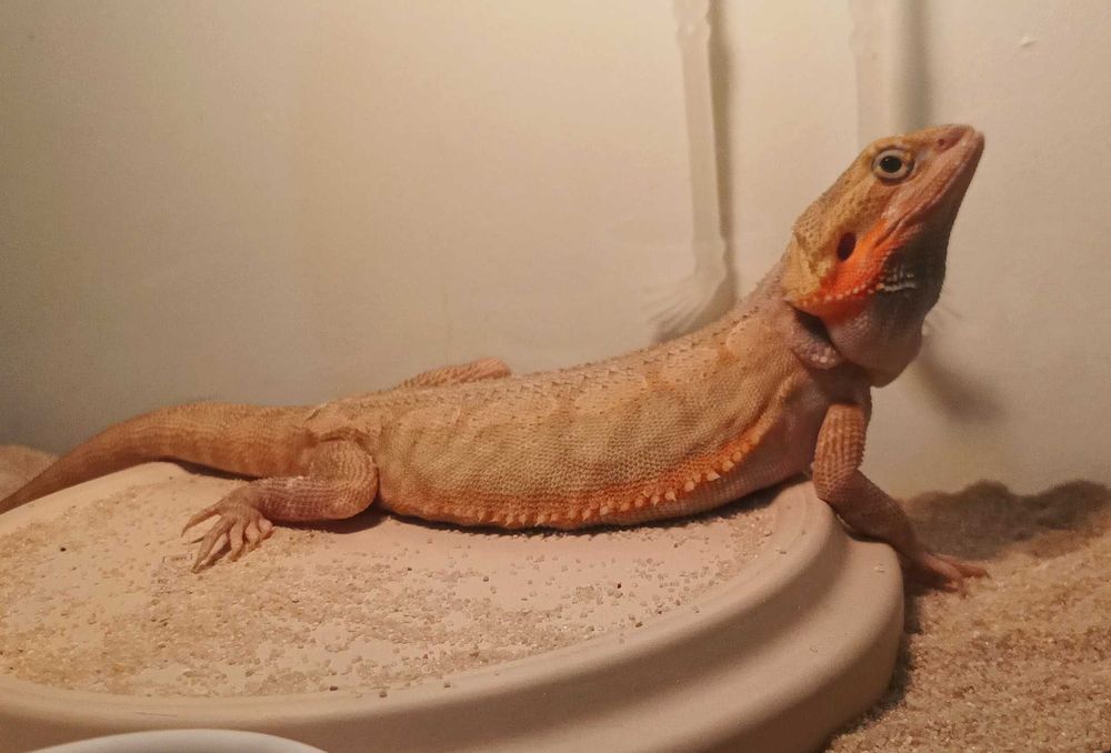 Agama brodata pół roczna