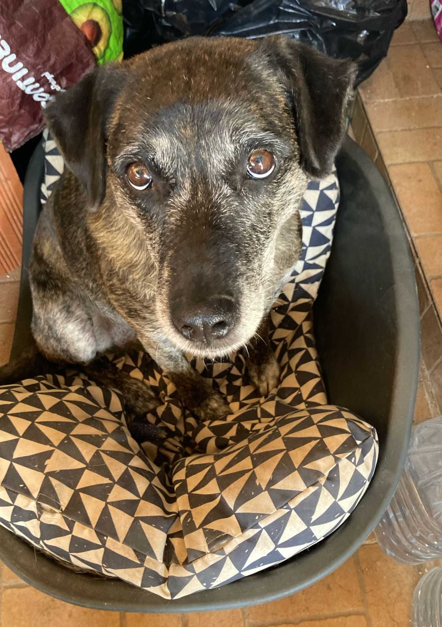 Jane - Para Adopção