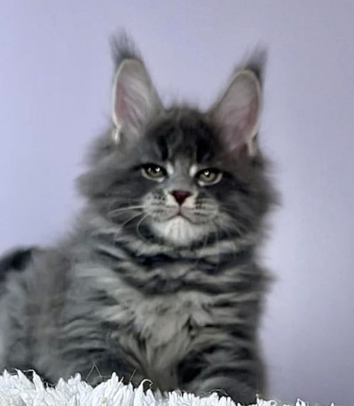 На продаж кошенятка Maine coons